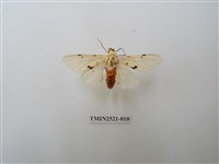 藏品(菊池污燈蛾)的圖片